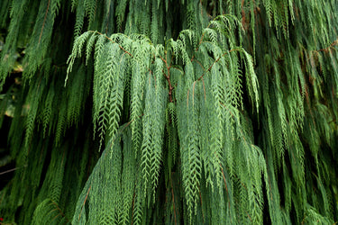 30 Kashmir WEEPING CYPRESS TREE Cupressus Cashmeriana Blue Evergreen Seeds